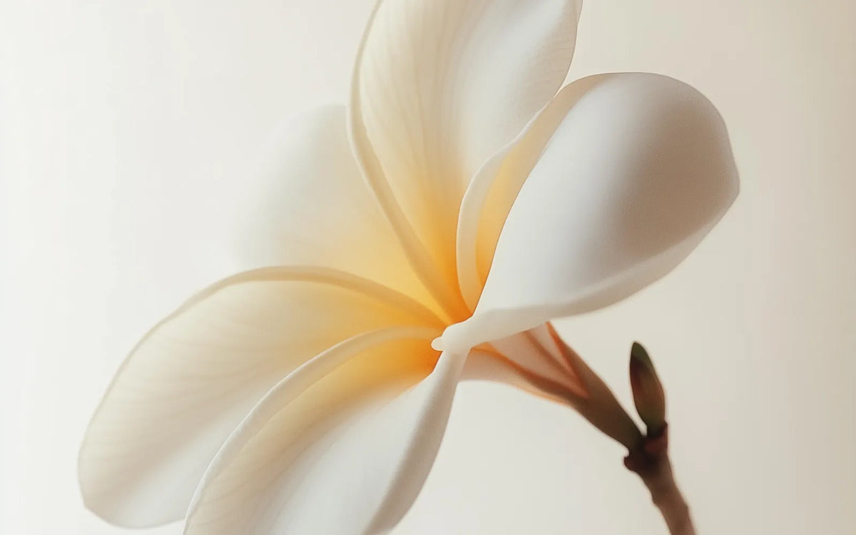 Fleur de tiaré, senteur monoï